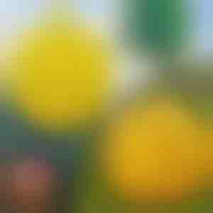 Trappole per mosche appese 6 pezzi | BUGIORB