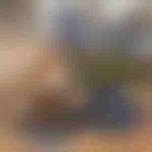 Ciotola per animali domestici pieghevole 2 in 1 per cibo e acqua | WOOFDISH