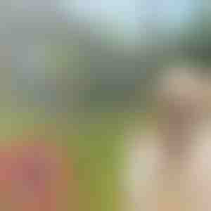 Collare antipulci e antizecche per animali domestici PETPROTECT