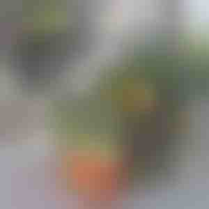 Scatola organizer per frigorifero | FRESHDISH