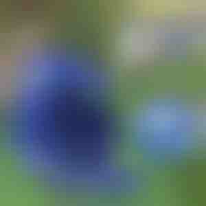 Pettorina e guinzaglio riflettenti regolabili | LEASHNGO