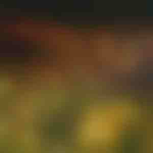 Luci solari da giardino (luce calda) | SOMPEX